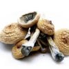 Enigma Mushroom Shroomery