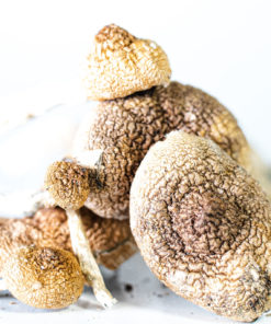 amazonian cubensis 2