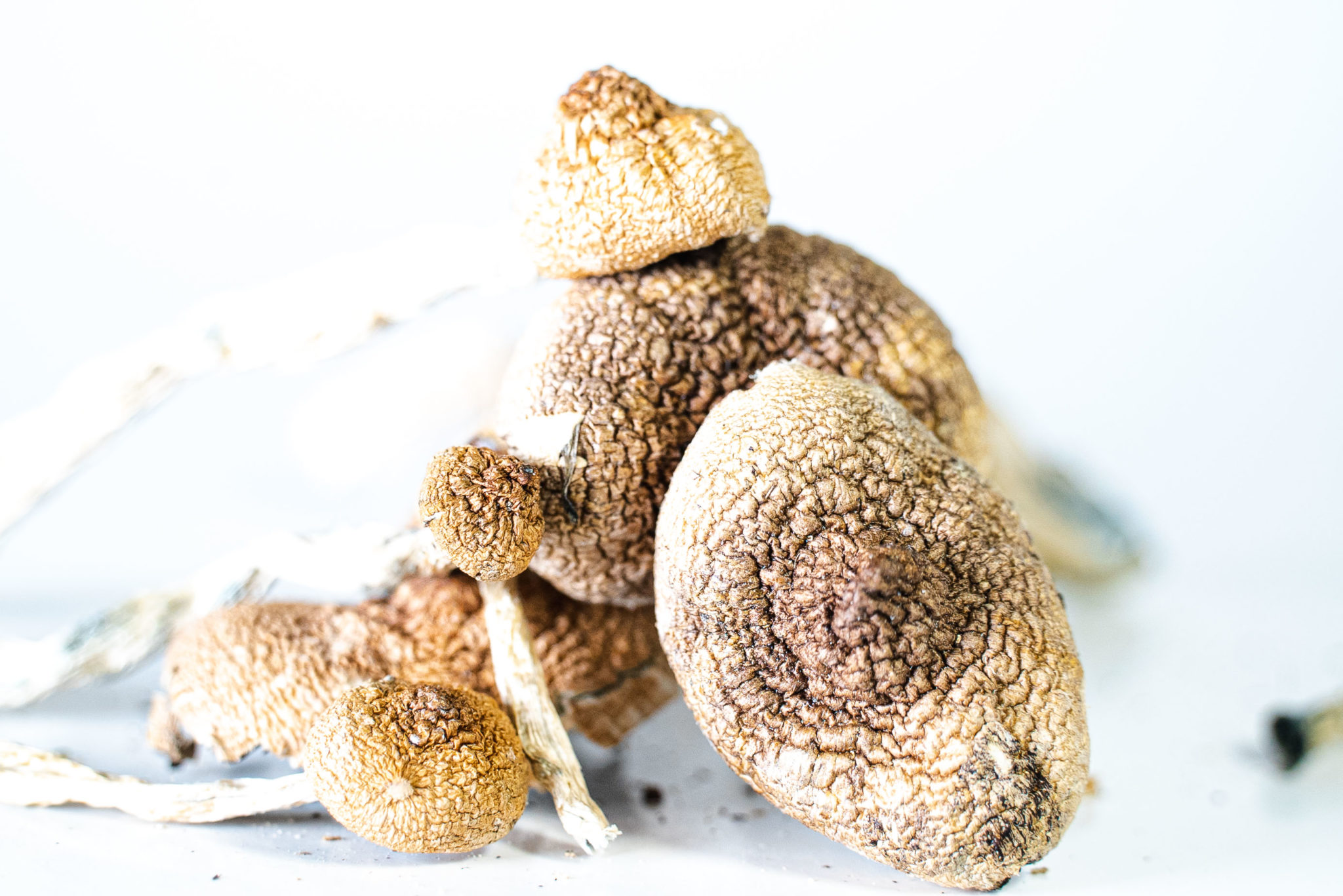 amazonian cubensis 2