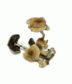 burma cubensis 2