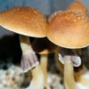 fiji cubensis 1