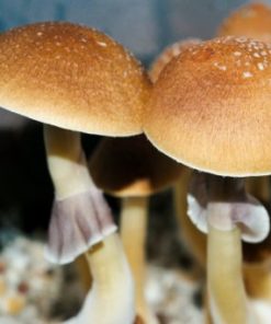 fiji cubensis 1