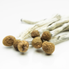 penis envy psilocybin shrooms 1