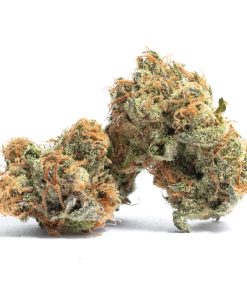 Governmint Oasis Strain