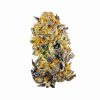 Grape Candy Gas Strain