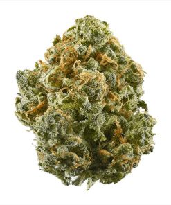 guava malasada strain