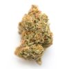 RS 54 Strain