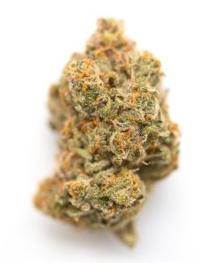 RS 54 Strain