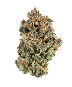 Blue Sunset Sherbet Strain